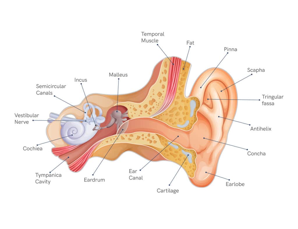 Anatomy of the ear illustration