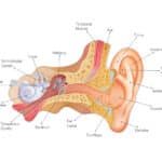 Anatomy of the ear illustration